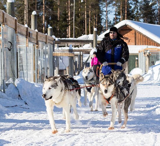Husky week in Finland © saija