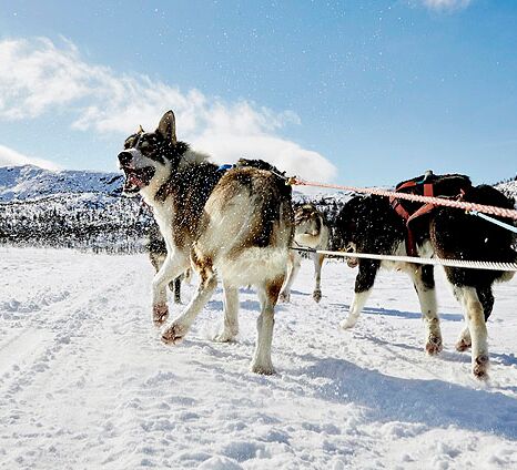 Hundeschlitten Expedition Vindelfjällens © petterkarlsson