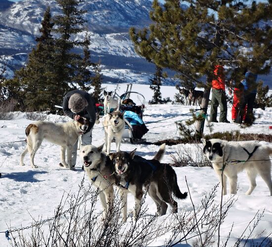 Wilderness tour with huskies in the Yukon © cathers
