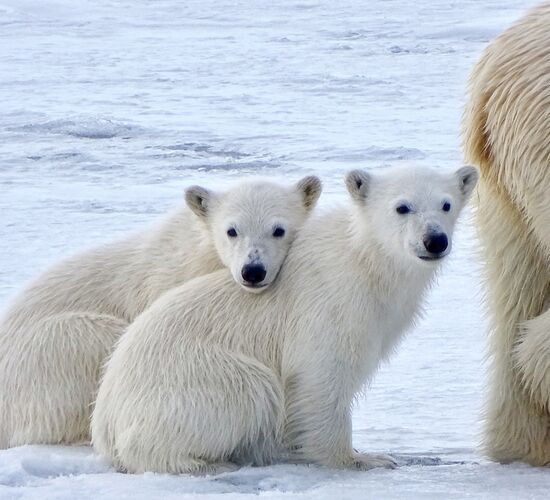 Around Spitsbergen - Arctic Summer © Nordspitzbergen