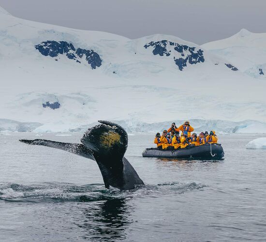 Antarktis-Express: Südwärts per Flug, nordwärts per Schiff © antarktis express