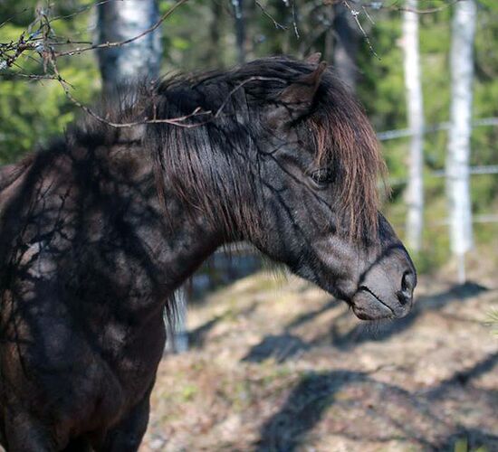 Riding holiday Finland