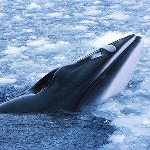 Expedition to the Arctic - 17 days in the untouched wilderness