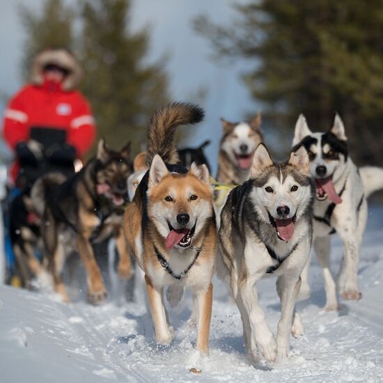 Wilderness Tour through Fell Lapland