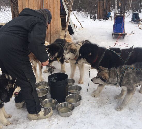 Alaskan Malamute Abenteuer in Alaska © firewalkerkennel