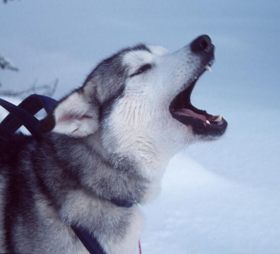 Huskytour von Hütte zu Hütte durch Schweden