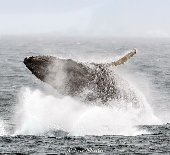 Entdecker des abgelegenen Weddellmeers - inkl. Hubschrauber © Antarktis jenseits polarkreis wilkins schelfeis aurora australis