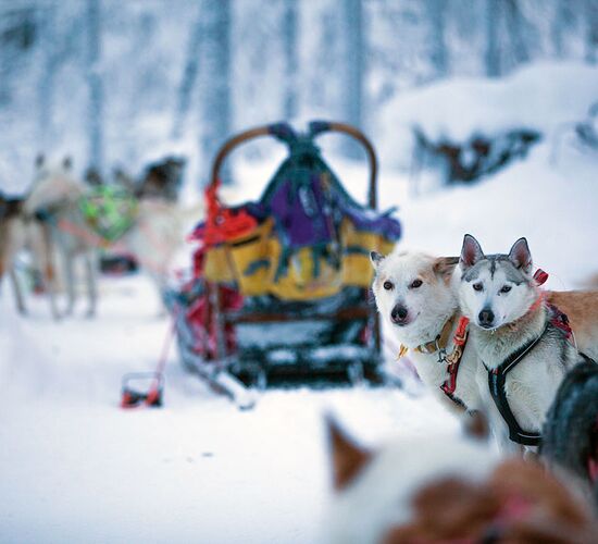 Nordische Ferien mit Hundeschlitten in Lappland