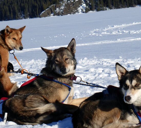 Huskyreise in den Yukon © winter
