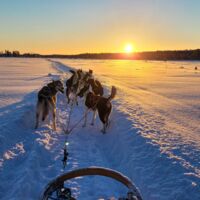 © korpkullen huskies