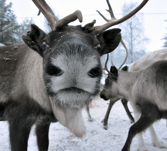 Winter vacation in Swedish Lapland