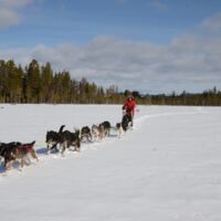 © korpkullen huskies