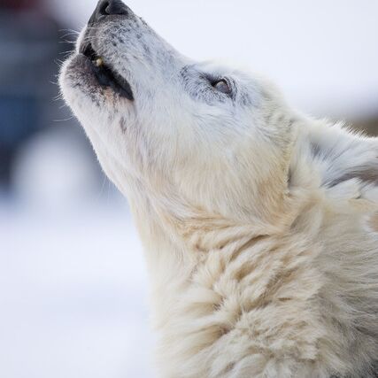Husky Adventure in Finland