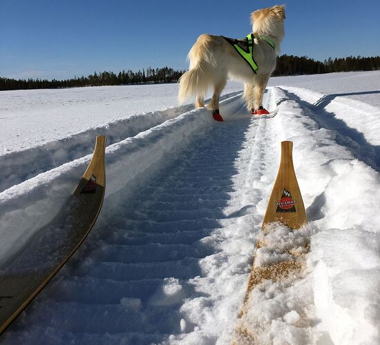 Winterwoche mit Huskys in atemberaubender Natur © whitehorizon