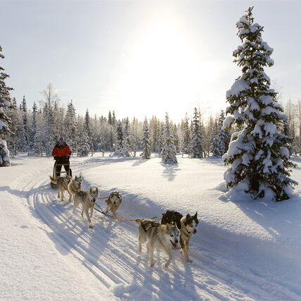 Winter holidays on snowmobiles & dog sleds