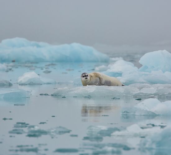 North Spitsbergen Explorer - Diverse Landscapes, Sea Ice, and Wildlife - Summer Solstice © Nordspitzbergen