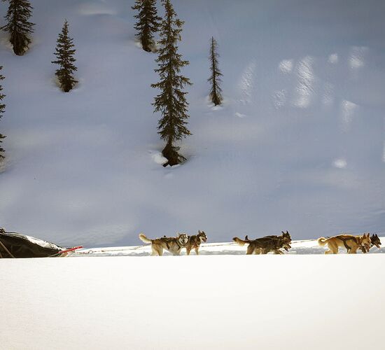 Brooks Range Husky Expedition © alaska winter adventures