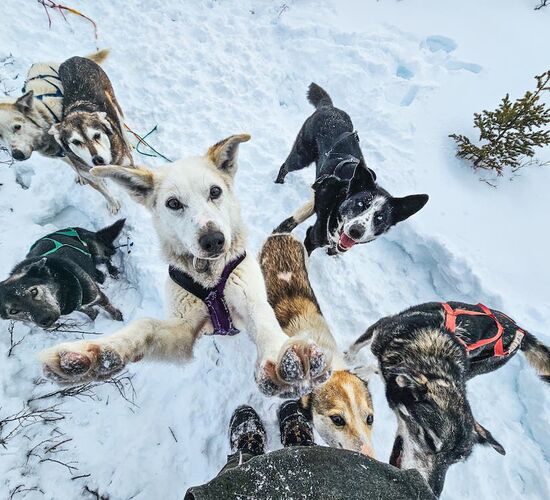 Schlittenhundetour im traumhaften Yukon © skyhigh kanada