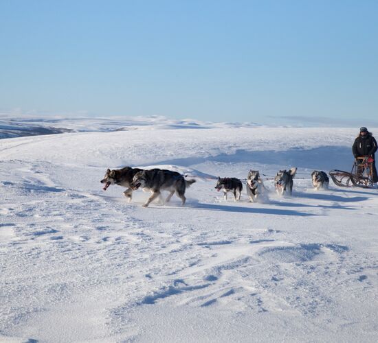 Alta 4 Day Experience © holmenhundecenter