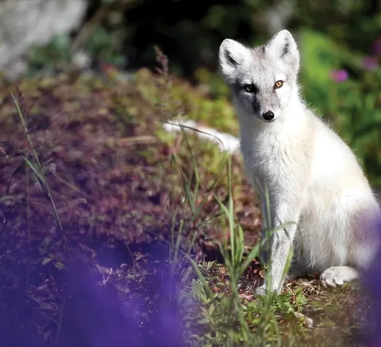 Greenland to Newfoundland: Mountains, Wildlife, and Viking History © von groenland nach neufundland