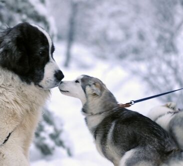 Echte Huskytour von Hütte zu Hütte © hetta husky