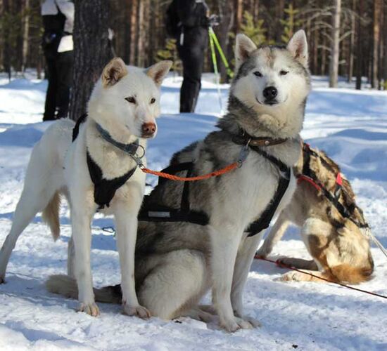 Pictures (8) Rami´s Huskies
