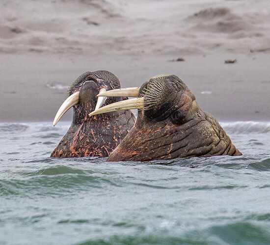 Odyssee in der Arktis – von Norwegen nach Svalbard © svalbard scotland circumnavigation and odysse