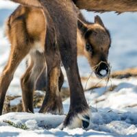 © Harriniva Hotels & Safaris