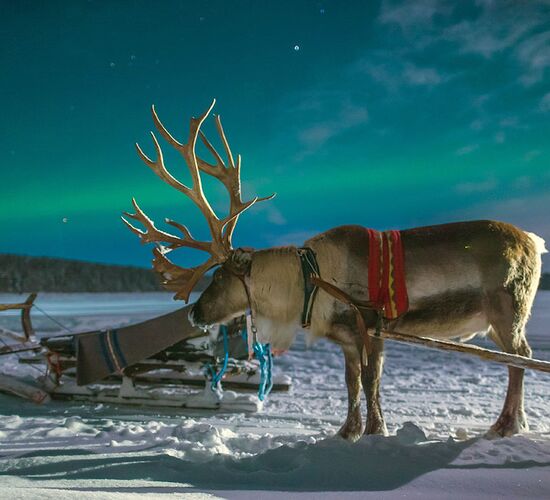 Reindeer Aurora Experience