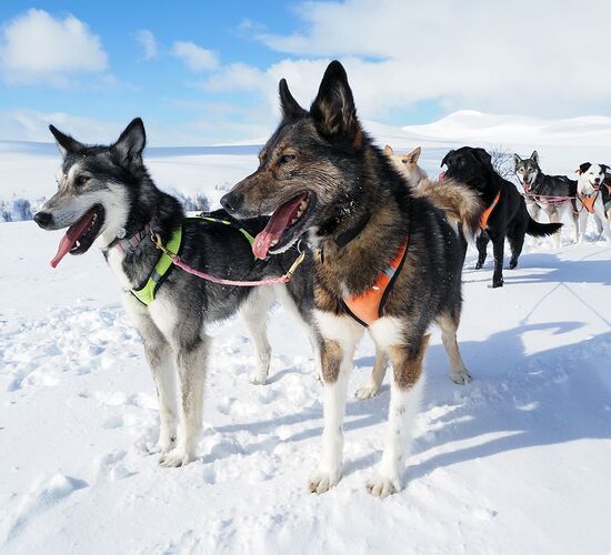 Winterwoche mit Huskys in atemberaubender Natur © whitehorizon
