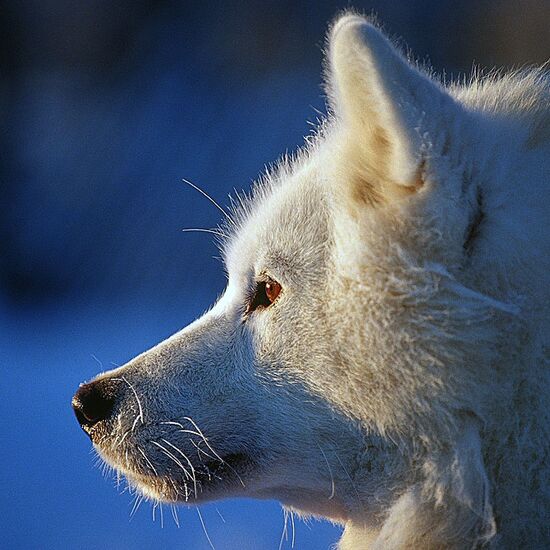Short Husky Adventure in Lapland