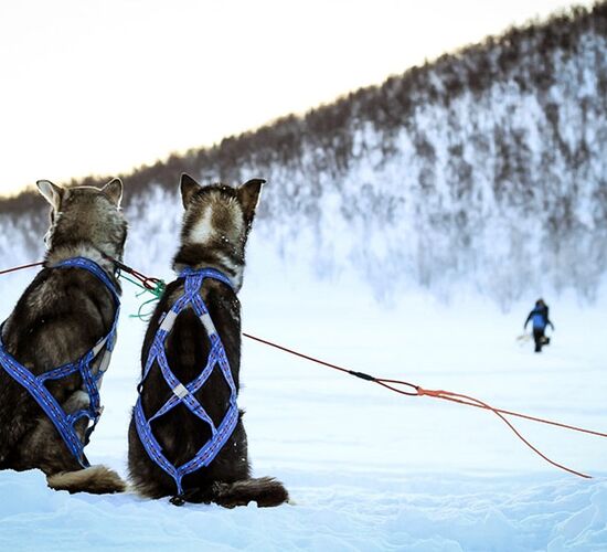 Alta 4 Day Experience © holmenhundecenter