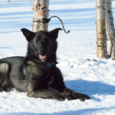 Abisko National Park Husky Expedition