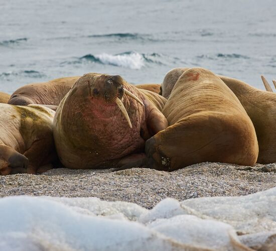 A Taste of North Spitsbergen – Compact Arctic Adventure © Nordspitzbergen