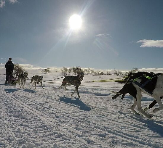 Personal dog sled tour in Sweden © Helags Huskys