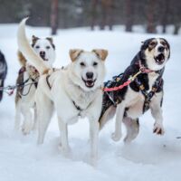 dog sledding tours finland