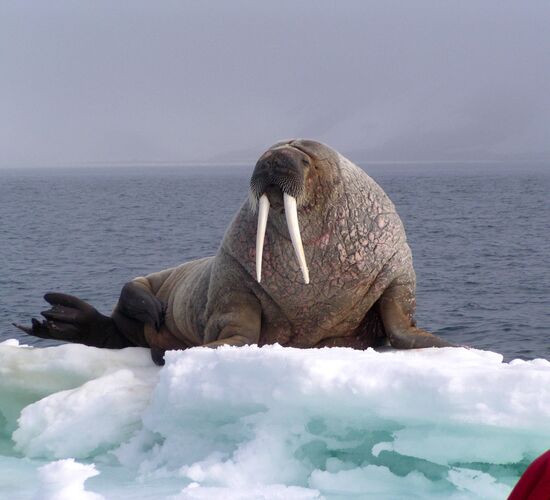 A Taste of North Spitsbergen – Compact Arctic Adventure © Nordspitzbergen