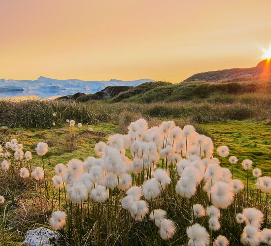 Diskobucht - Expeditions Seereise Grönland © Diskobay