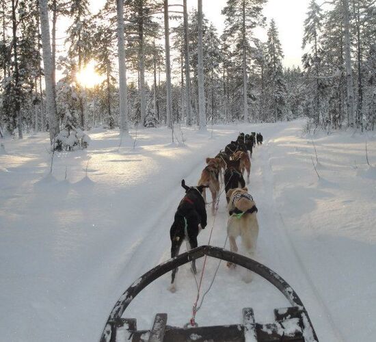 Husky Weekend in Northern Sweden © brandon pinebay lodge
