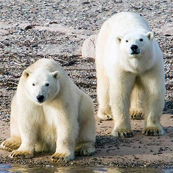 © complete east greenland