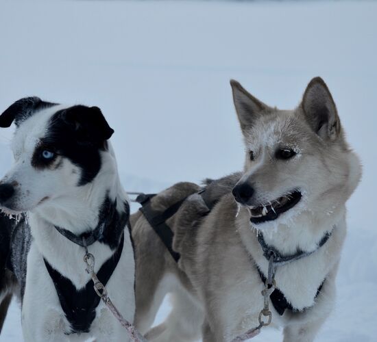 Winterwoche mit Huskys in atemberaubender Natur © whitehorizon