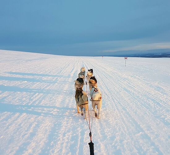 Back to Nature with Huskies and Reindeer © arctic hearts