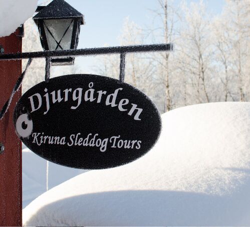 Pictures (21) Kiruna Sleddog Tours