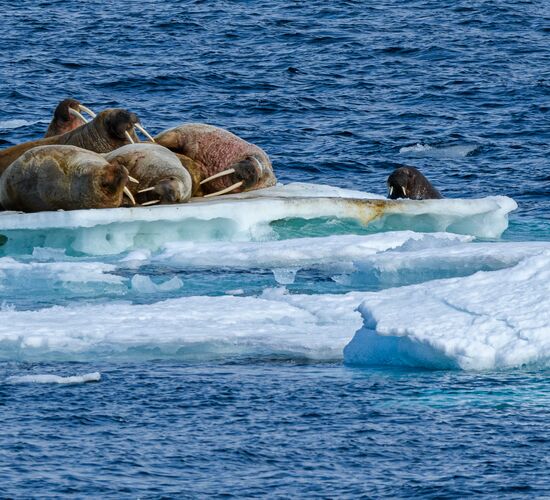 Svalbard-Umrundung - Die ultimative Arktis-Expedition © Spitzbergen Stop vor Nordpol