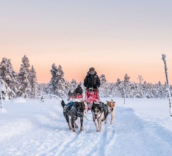 Weihnachts- und Silvesterspezial mit Huskys und Rentieren © frosty trails