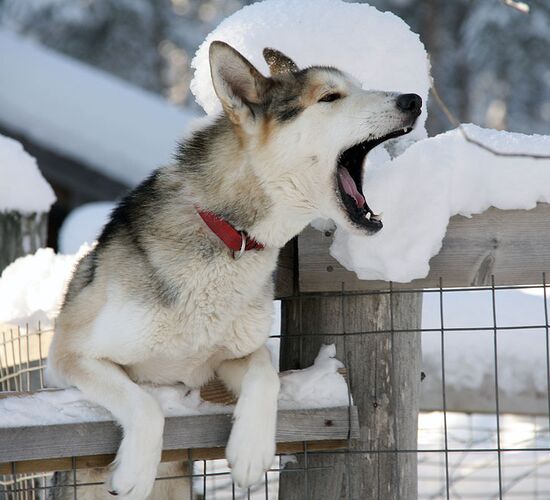 Komfortabler Husky Urlaub in Finnland
