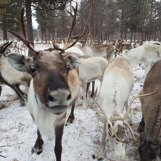 Short break Sweden: Between winter fun and Sami culture