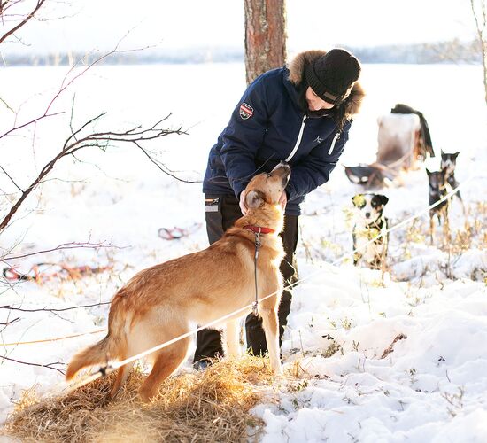 Swedish Winter Week of Adventure and Relaxation © grano beckasin