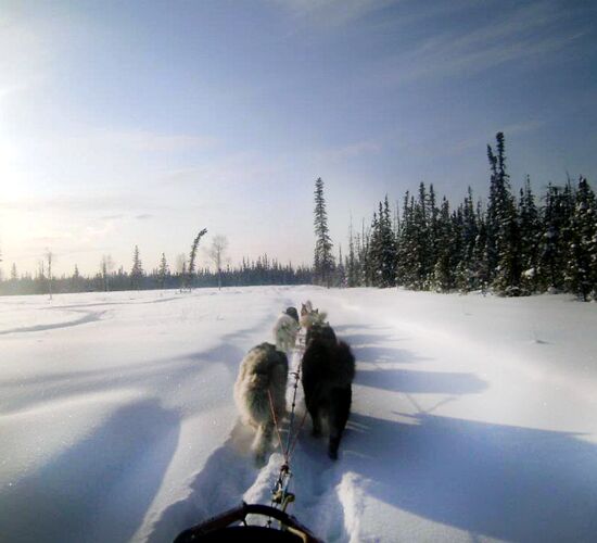 Alaskan Malamute Abenteuer in Alaska © firewalkerkennel
