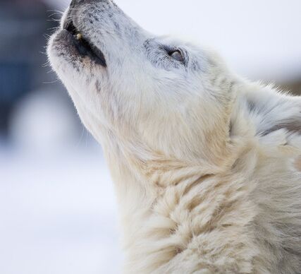 Husky Adventure in Finland